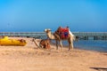 A friendly camels with a colorful saddles on the beach in Sharm El Sheikh, Egypt Royalty Free Stock Photo